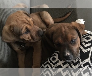 Doberman Pinscher-Valley Bulldog Mix Puppy for sale in LANCING, TN, USA