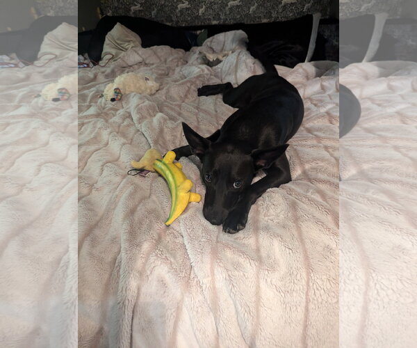 Medium Photo #2 Mutt Puppy For Sale in Tabernash, CO, USA