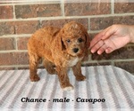 Small #1 Cavapoo