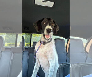 German Shorthaired Pointer-Irish Wolfhound Mix Dogs for adoption in Mouth Of Wilson, VA, USA