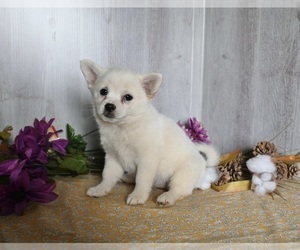 Shiba Inu-Shih Tzu Mix Puppy for sale in DRESDEN, OH, USA