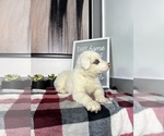 Small Photo #5 Australian Shepherd Puppy For Sale in FRANKLIN, IN, USA