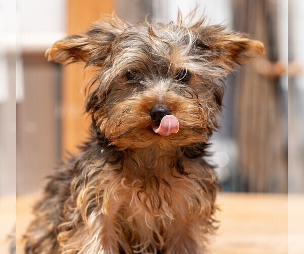 Medium Photo #1 Yorkshire Terrier Puppy For Sale in SALEM, OR, USA