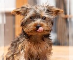 Small Yorkshire Terrier