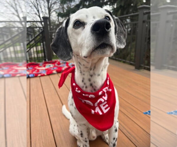 Medium Photo #7 Dalmatian Puppy For Sale in Minneapolis, MN, USA