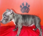 Small Photo #2 American Pit Bull Terrier Puppy For Sale in TRENTON, NJ, USA