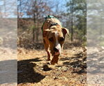 Small #6 Catahoula Leopard Dog Mix