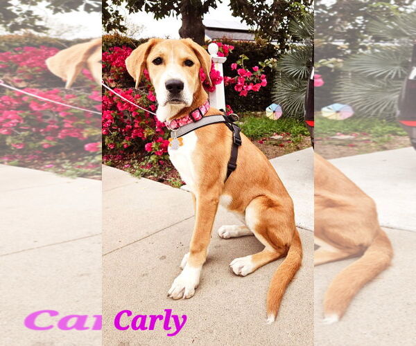 Medium Photo #2 Labbe Puppy For Sale in San Diego, CA, USA
