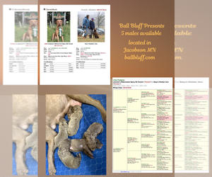 Chesapeake Bay Retriever Puppy for Sale in JACOBSON, Minnesota USA