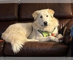 Small #2 Great Pyrenees Mix