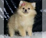 Small #4 Pomeranian