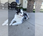 Small Photo #1 Miniature Australian Shepherd Puppy For Sale in WAUSEON, OH, USA