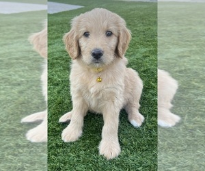 Medium Goldendoodle