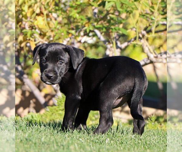 Medium Photo #2 Boxer-Unknown Mix Puppy For Sale in San Diego, CA, USA