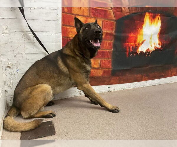 Medium Photo #1 Mutt Puppy For Sale in San Bernardino, CA, USA