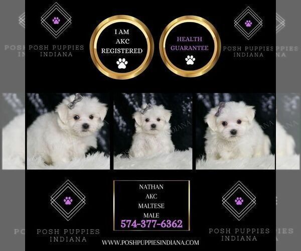 Medium Photo #2 Maltese Puppy For Sale in WARSAW, IN, USA
