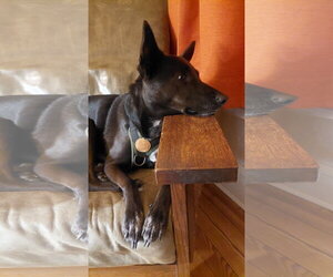 Indigo - Indeed a Good Boy! - Male Mutt Dog for Adoption - Photo #7