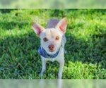 Small Photo #1 Chihuahua Puppy For Sale in Waco, TX, USA