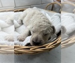 Small Photo #13 Poodle (Standard) Puppy For Sale in LEXINGTON, SC, USA