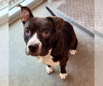 Small American Bulldog Mix