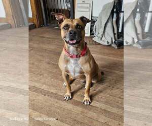 Boxer-Unknown Mix Dogs for adoption in Waterloo, IA, USA