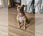 Small Boxer Mix