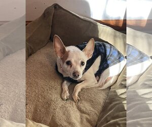 Medium Chihuahua