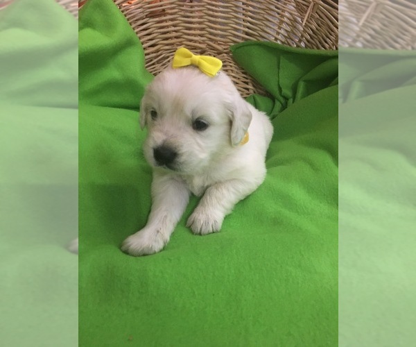 Medium Photo #2 English Cream Golden Retriever Puppy For Sale in DEARBORN, MO, USA