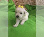 Small Photo #2 English Cream Golden Retriever Puppy For Sale in DEARBORN, MO, USA