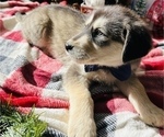 Small Photo #8 Labrador Retriever Puppy For Sale in BAKERSFIELD, CA, USA