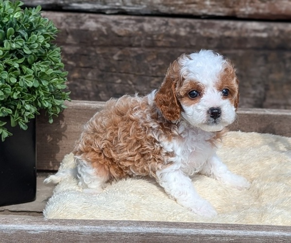Medium Photo #4 Cavapoo (Miniature) Puppy For Sale in GOSHEN, IN, USA