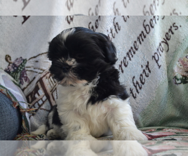 Medium Photo #13 Shih Tzu-Zuchon Mix Puppy For Sale in GREENWOOD, WI, USA
