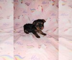 Puppy Lilly Yorkshire Terrier