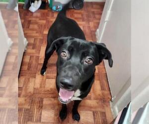 Labrador Retriever-Unknown Mix Dogs for adoption in San Antonio, TX, USA