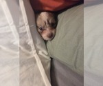 Small #7 Maltipom-Pomeranian Mix