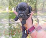 Small Photo #10 Cane Corso Puppy For Sale in DORCHESTER, SC, USA