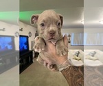 Small #1 American Bully