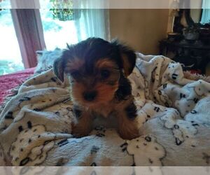 Yorkshire Terrier Puppy for sale in LE ROY, KS, USA