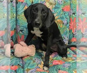 Labrador Retriever-Unknown Mix Dogs for adoption in Perry, GA, USA