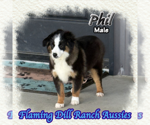Miniature Australian Shepherd Puppy for sale in FORESTBURG, TX, USA