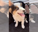 Small #4 Australian Shepherd