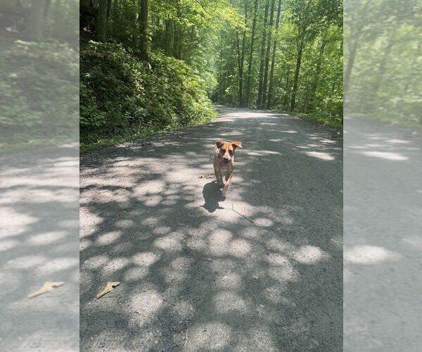Medium Photo #3 Mutt Puppy For Sale in Candler, NC, USA
