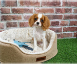 Small #3 Cavalier King Charles Spaniel