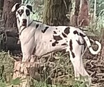 Small Photo #1 Great Dane Puppy For Sale in BATTLE GROUND, WA, USA