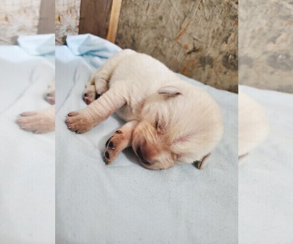 Medium Photo #9 Goberian Puppy For Sale in BEAVER DAM, WI, USA