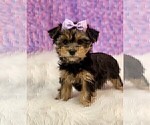 Small #8 Yorkshire Terrier