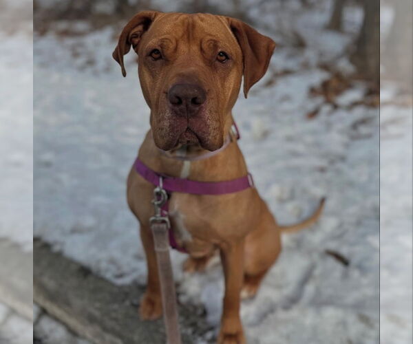 Medium Photo #8 American Staffordshire Terrier Puppy For Sale in Lawrenceville, NJ, USA