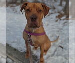 Small #7 American Staffordshire Terrier