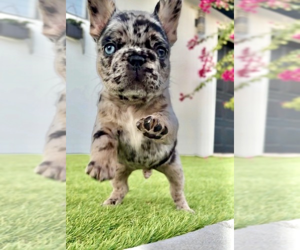 Medium Photo #1 French Bulldog Puppy For Sale in TAMPA, FL, USA