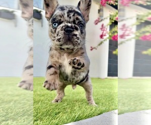 French Bulldog Puppy for sale in TAMPA, FL, USA
